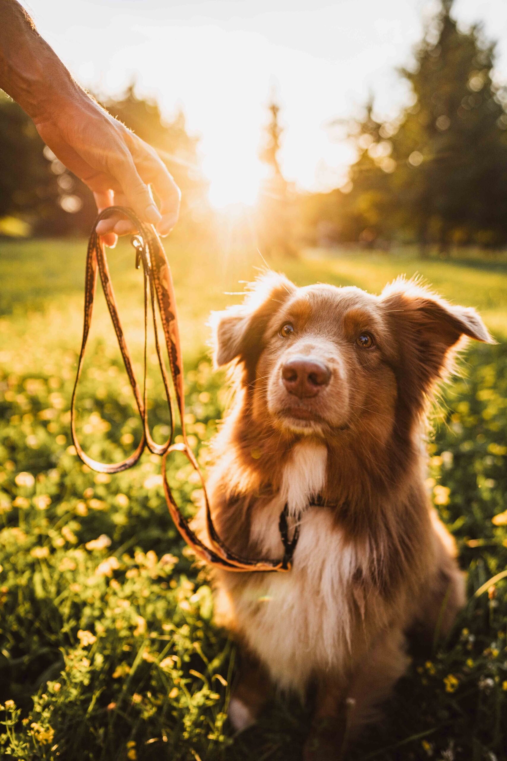 Adventurous leash - Image 3