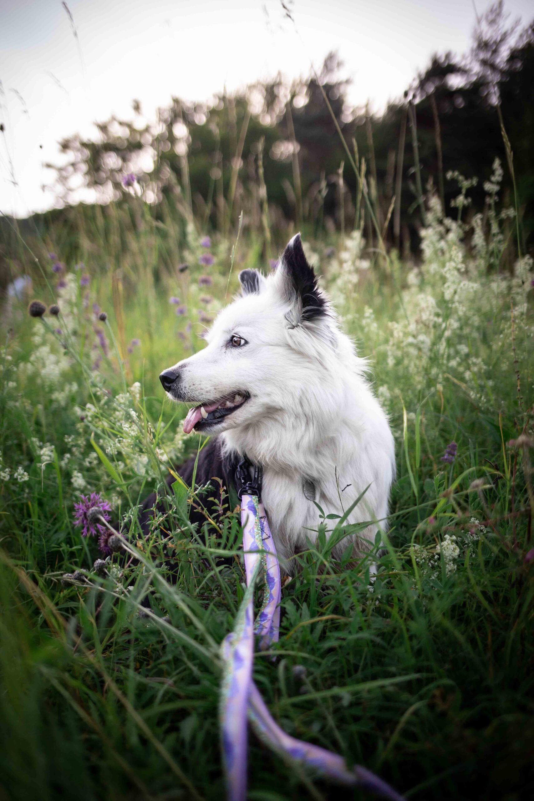 Adventurous leash - Image 6