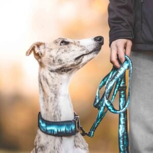 Alternative view of Obojok Northern lights