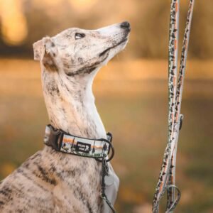 Alternative view of Obojok Dolomites