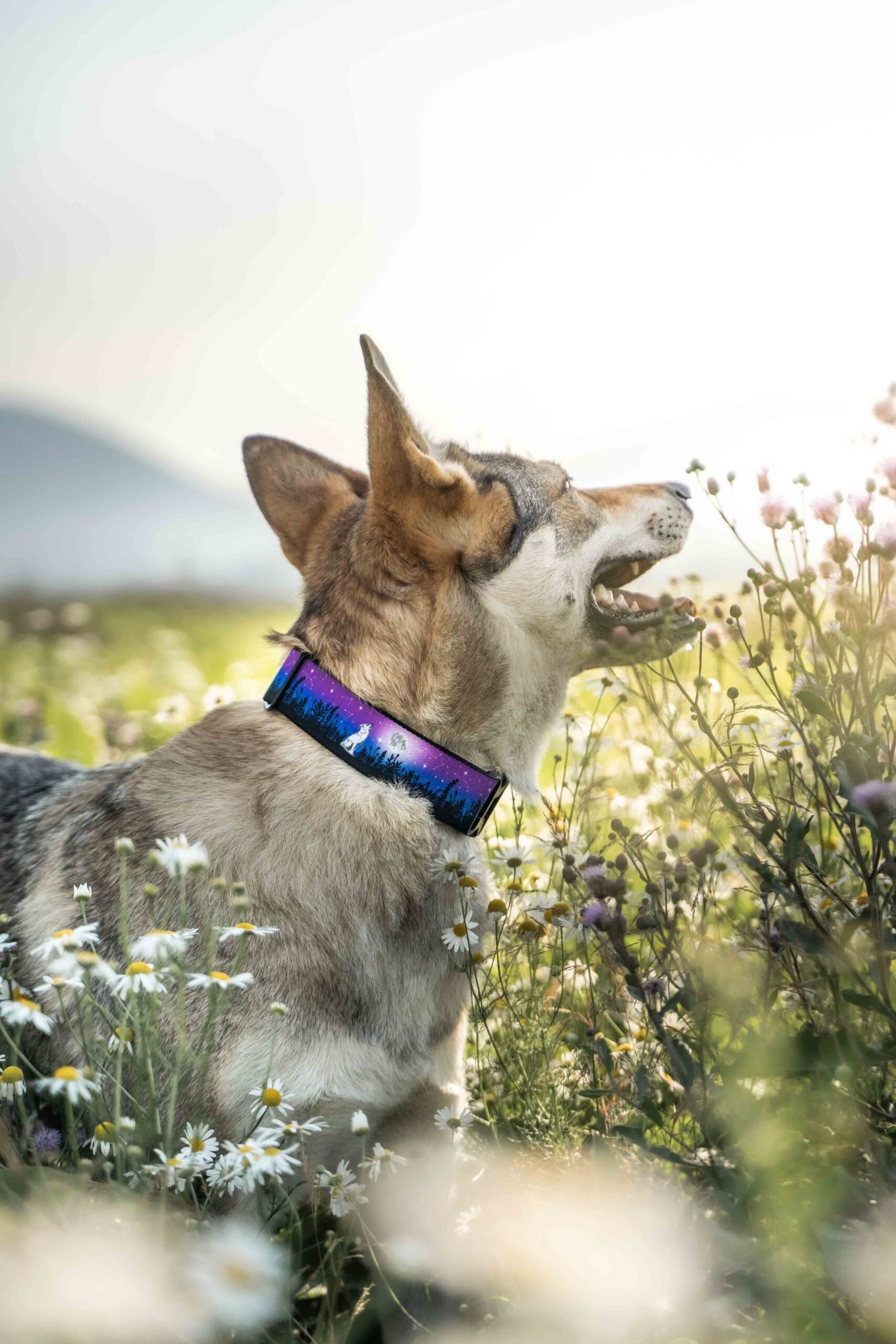 Stargazing Collar - Image 2