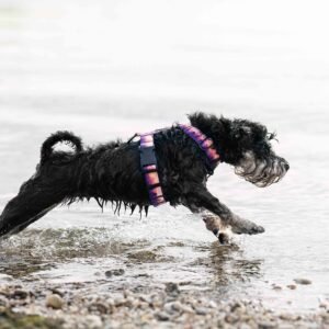Adventurous Harness